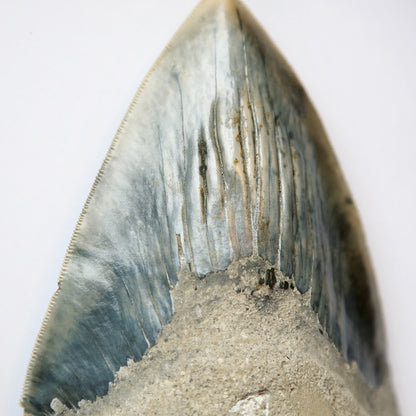 Large Megalodon Shark Tooth