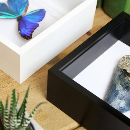 Adonis Morpho