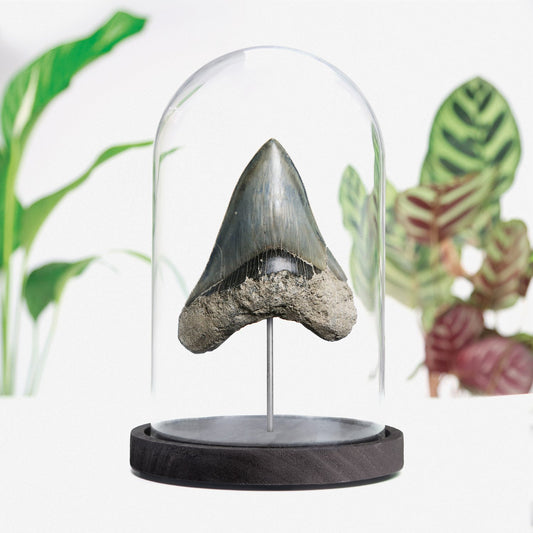 Megalodon Tooth