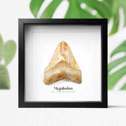 2-3" inch Megalodon Tooth