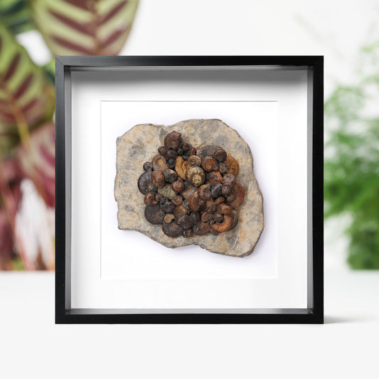 Hematite Ammonites