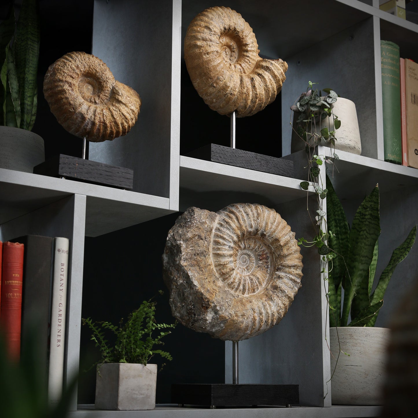 XL Mantelliceras Ammonite