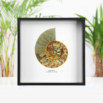 XL Madagascan Ammonite