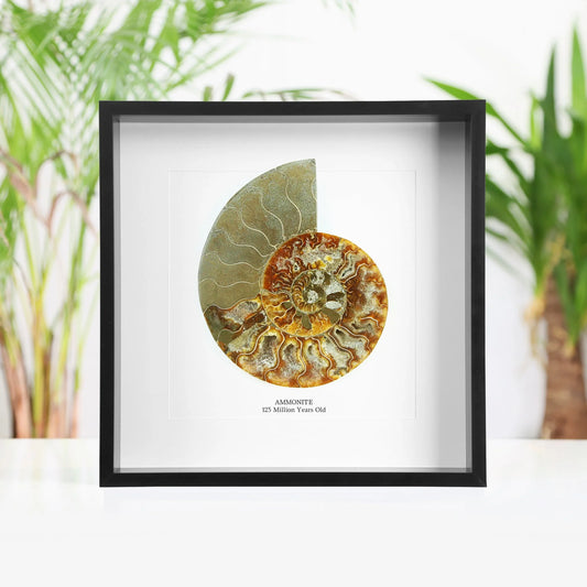 XL Madagascan Ammonite