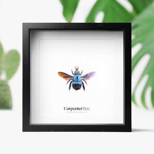 Blue Carpenter Bee