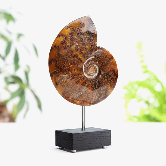 Cleoniceras Ammonite