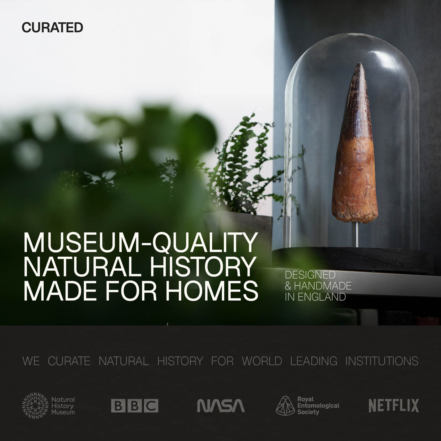 Pterosaur Tooth