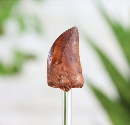 Carcharodontosaurus Tooth