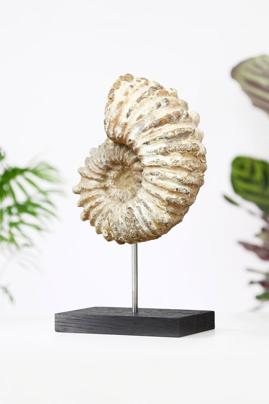 Douvilliceras Ammonite