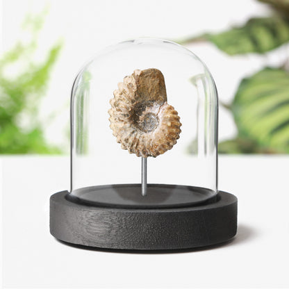 Douvilleiceras Ammonite