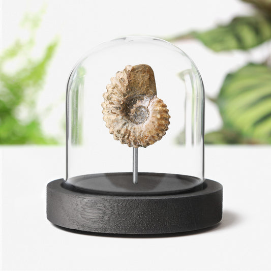 Douvilleiceras Ammonite