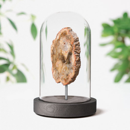 Fossilised Wood