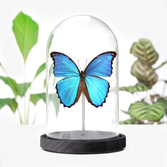 Giant Blue Morpho