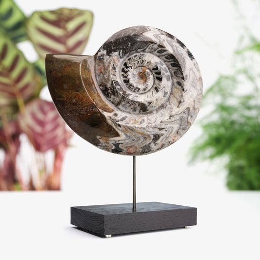 Goniatite Ammonite