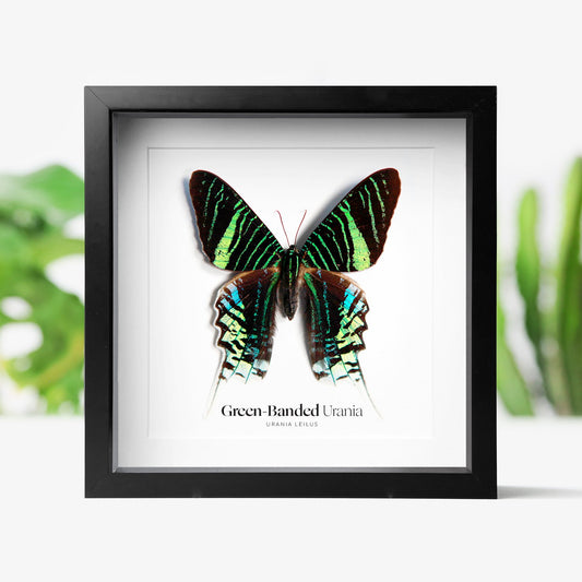 Green-Banded Urania