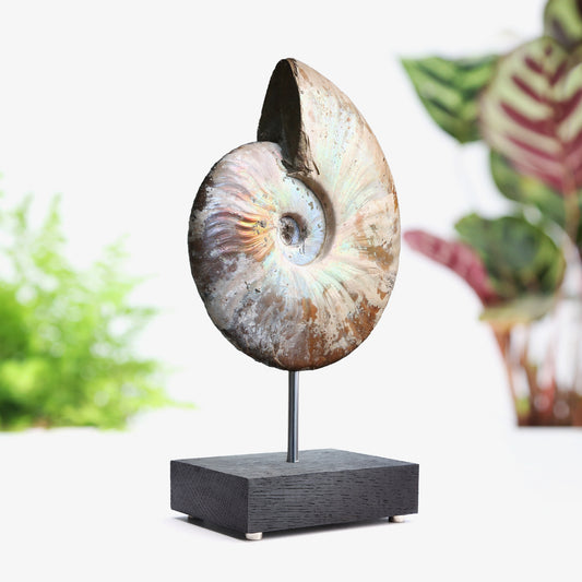Iridescent Ammonite