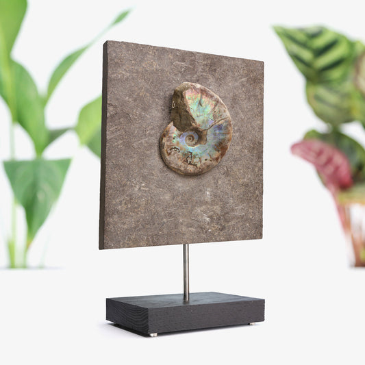 Iridescent Ammonite In Matrix