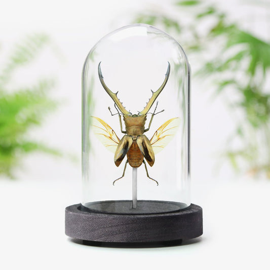 Indonesian Stag Beetle