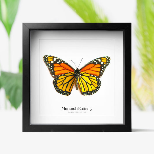 Monarch