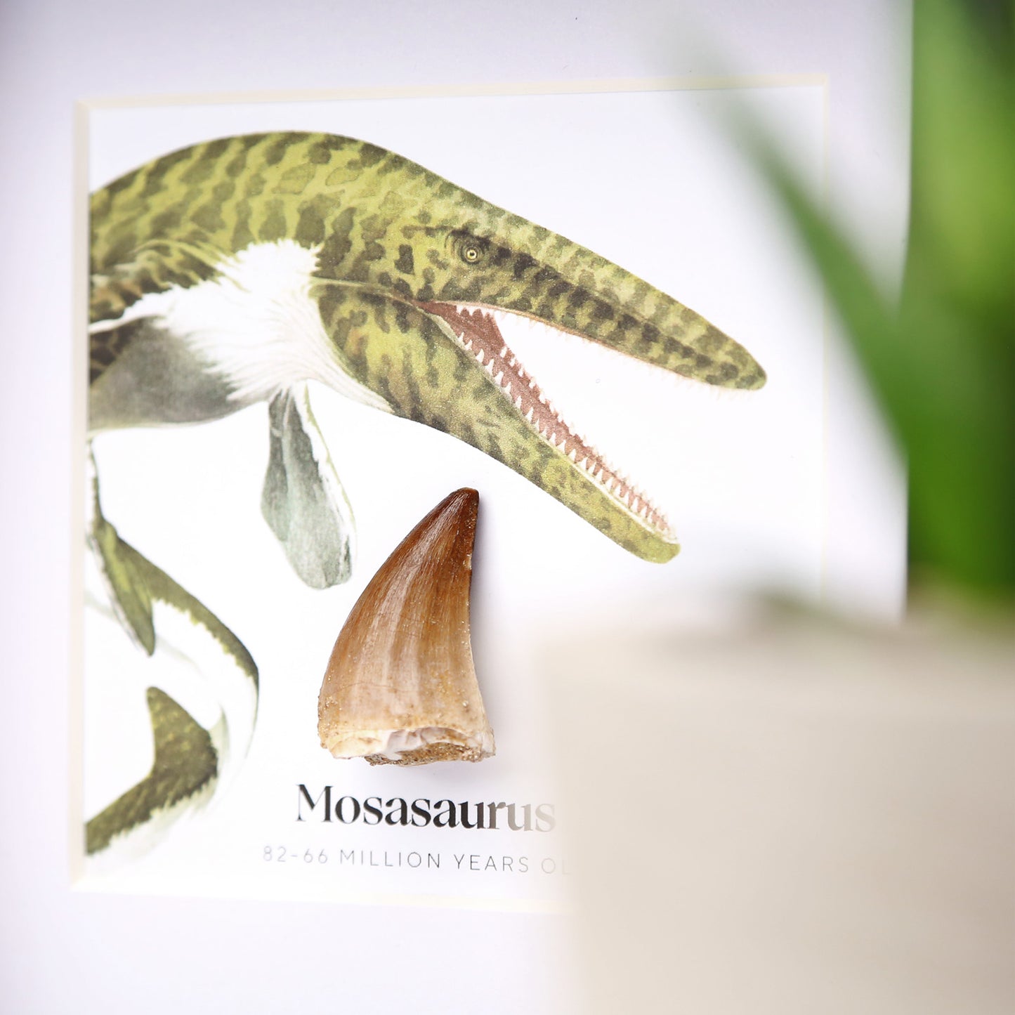 Mosasaurus Tooth