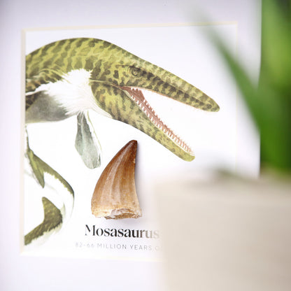 Mosasaurus Tooth