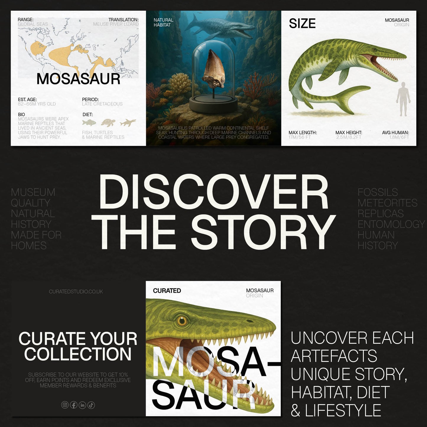 Mosasaur Composite Jaw Stand