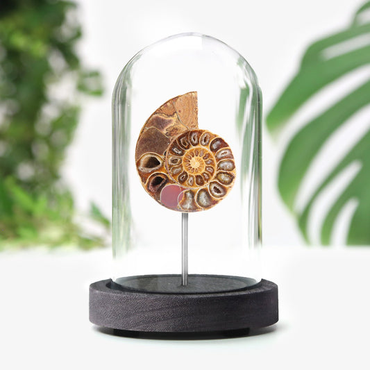 Madagascan Ammonite