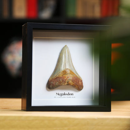 2-3" inch Megalodon Tooth