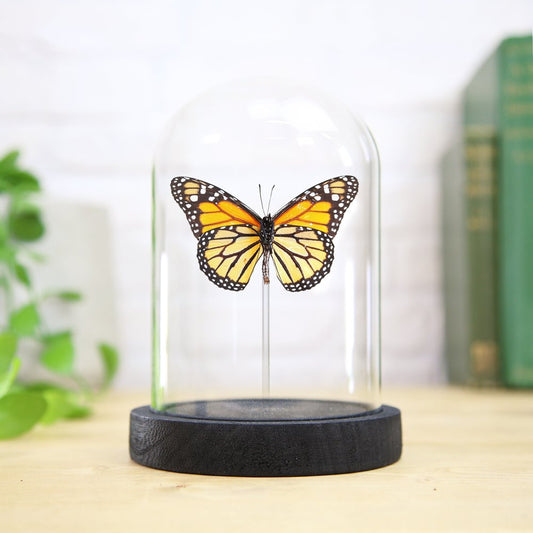 Monarch