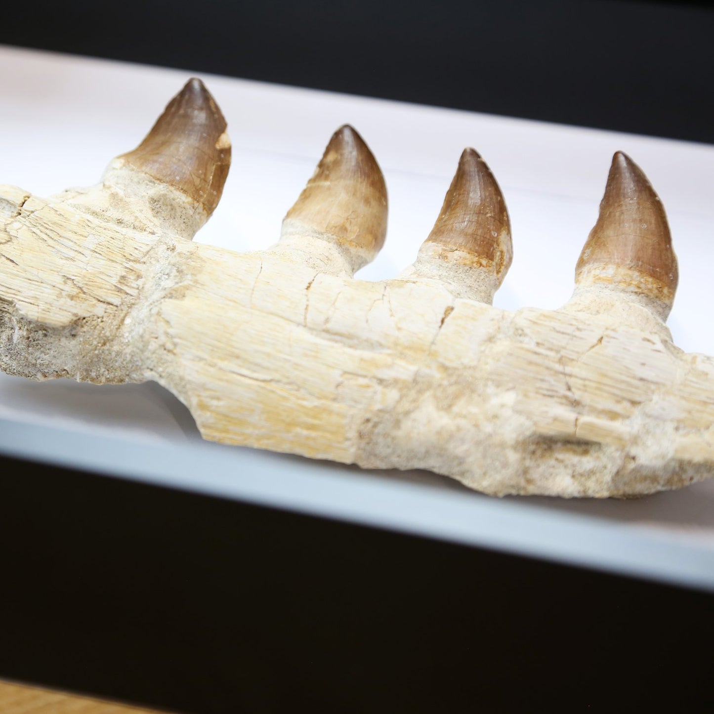 Mosasaur Jaw