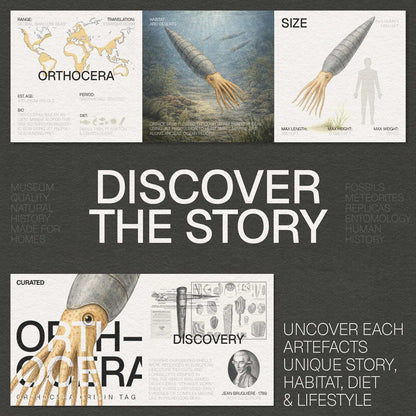 XL Orthocera