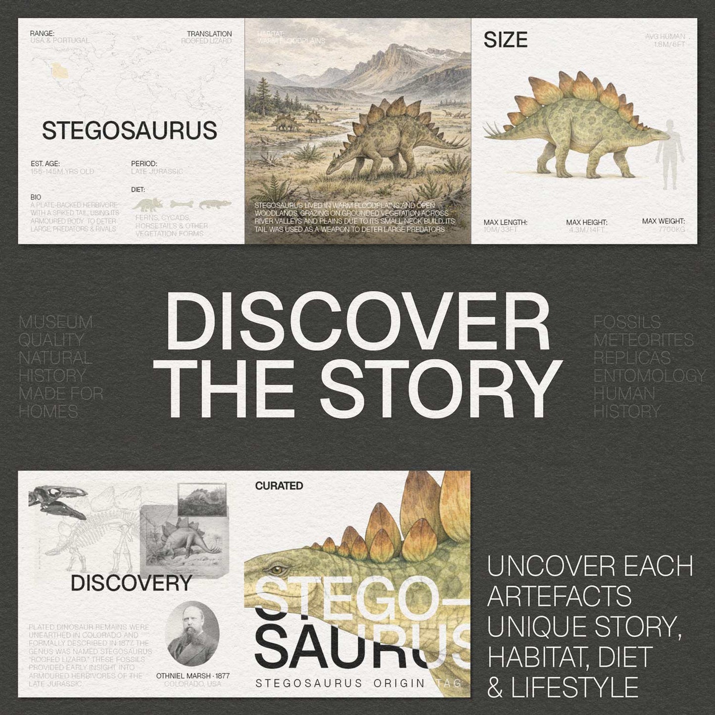 Stegosaurus Bone