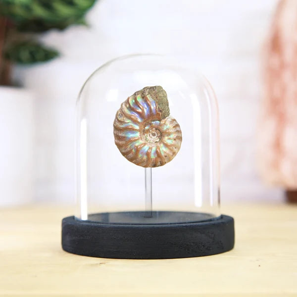 Iridescent Ammonite