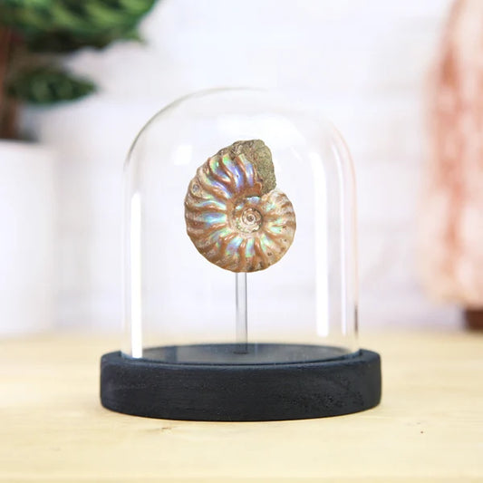 Iridescent Ammonite