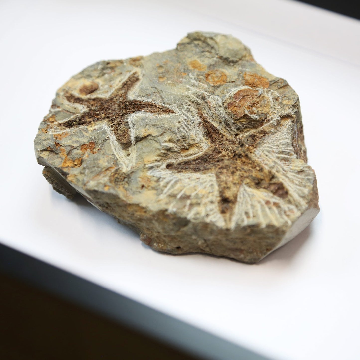 Petraster Starfish