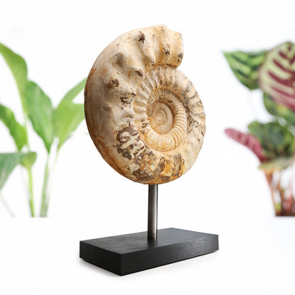 Perisphinctes Ammonite