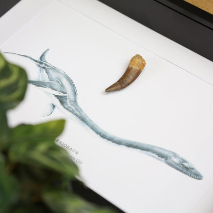 Plesiosaur Tooth
