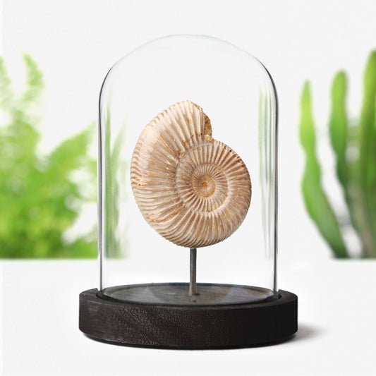 Polished Limestone Ammonite
