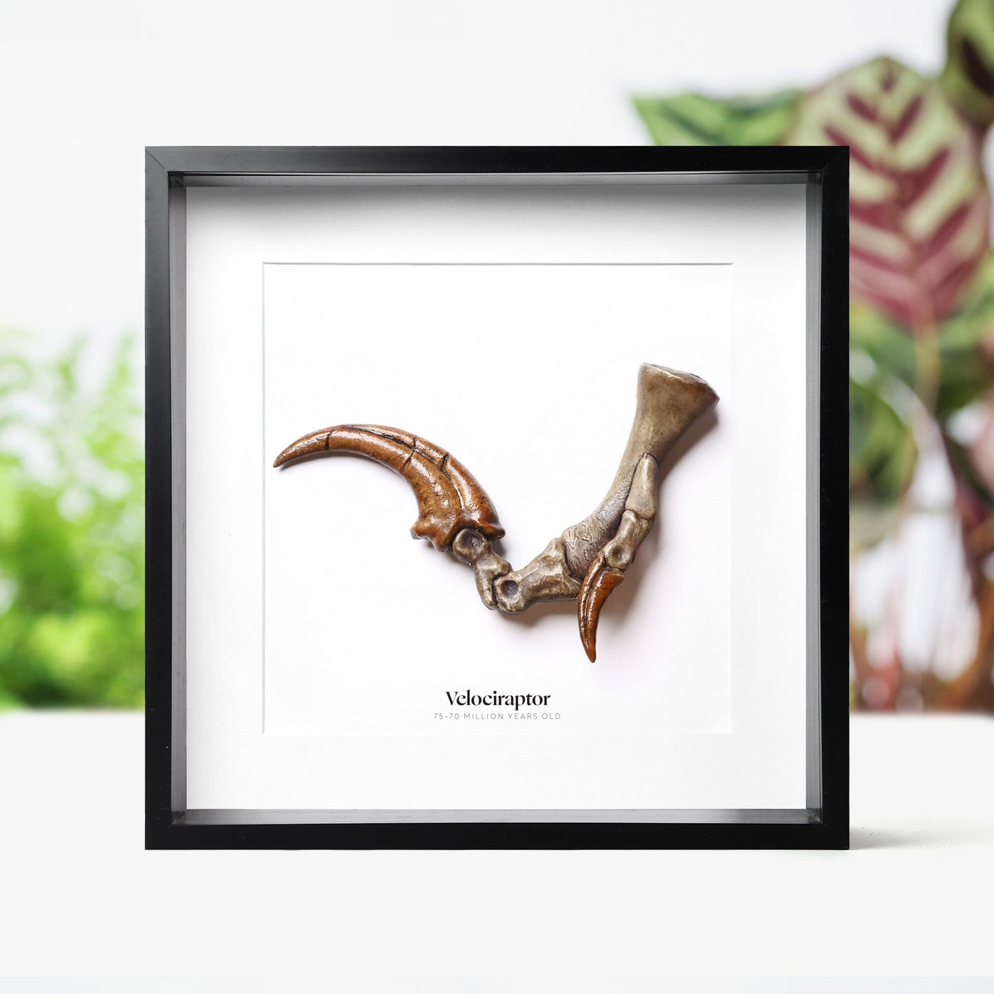 Velociraptor Killing Claw
