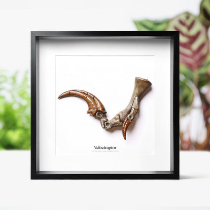 Velociraptor Killing Claw