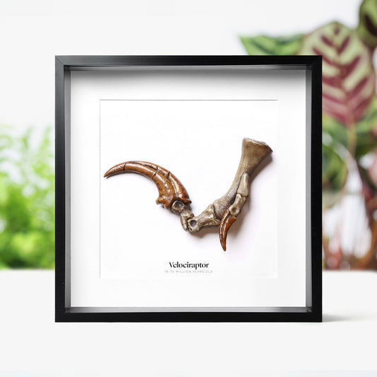 Velociraptor Killing Claw