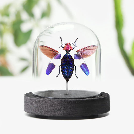Red Speckled Jewel Beetle
