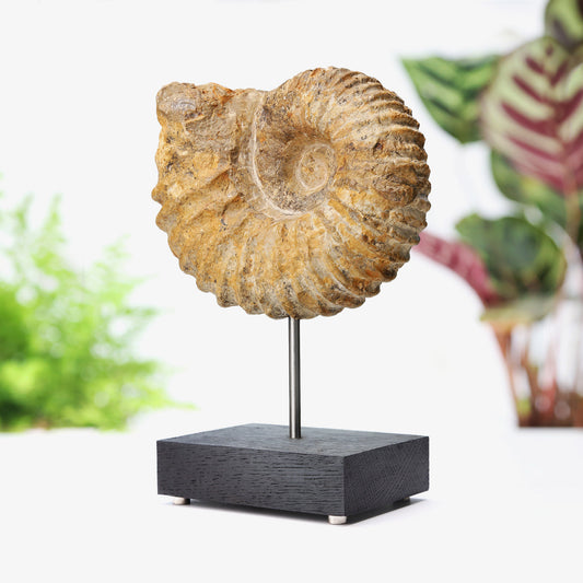 Mantelliceras Ammonite