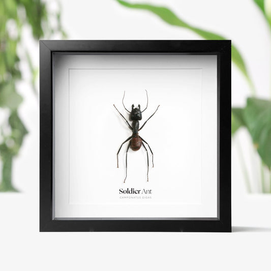 Giant Soldier Ant