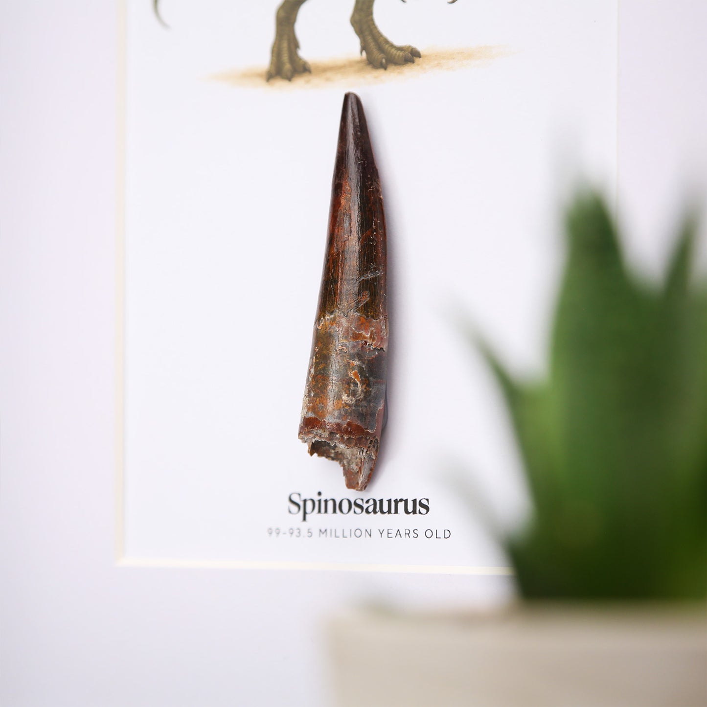 Spinosaurus Tooth