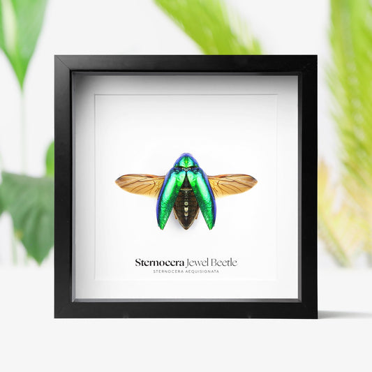 Sternocera Jewel Beetle