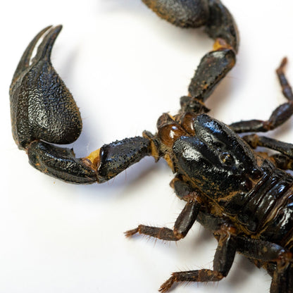 Giant Forest Scorpion