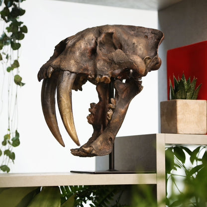 Smilodon Saber-Toothed Cat