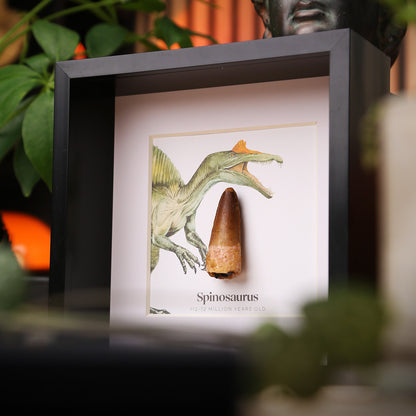 Spinosaurus Tooth