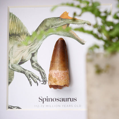 Spinosaurus Tooth